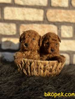 Anne Altından Şecereli Red Toy Poodle 2