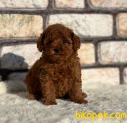 Anne Altından Şecereli Red Toy Poodle 1