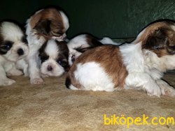 ANNE ALTINDAN SEÇME İMKANIYLA SHİH TZU YAVRULAR 5