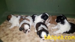 ANNE ALTINDAN SEÇME İMKANIYLA SHİH TZU YAVRULAR 3