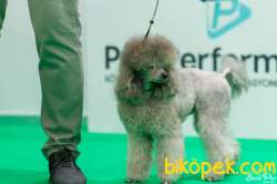 Anne Altından Silver TOY POODLE 3