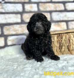 Anne Altından Silver TOY POODLE 2