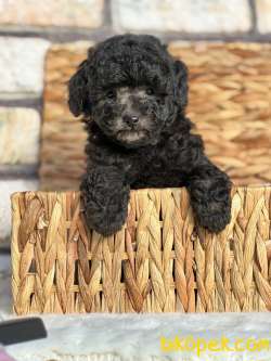 Anne Altından Silver TOY POODLE 1