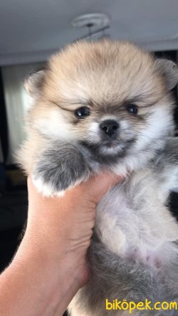 Anne Altından Toy Pomerinian 2