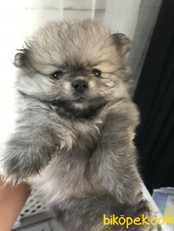 Anne Altından Toy Pomerinian 1