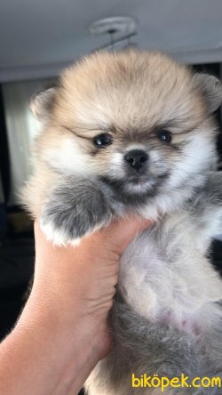 Anne Altından Toy Pomerinian 3