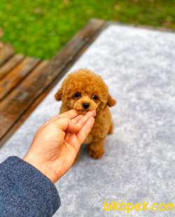 Anne Altından TOY POODLE 2