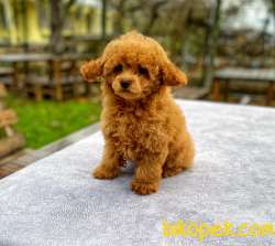 Anne Altından TOY POODLE 1