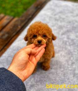 Anne Altından TOY POODLE 3