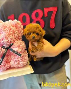 ANNE ALTINDAN TOY POODLE 1