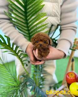 ANNE ALTINDAN TOY POODLE 4