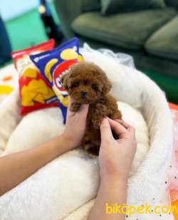 ANNE ALTINDAN TOY POODLE 2