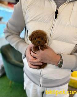 ANNE ALTINDAN TOY POODLE 3