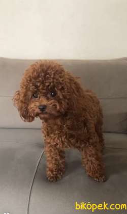 ANNE ALTINDAN TOY POODLE BEBEKLERİ 2