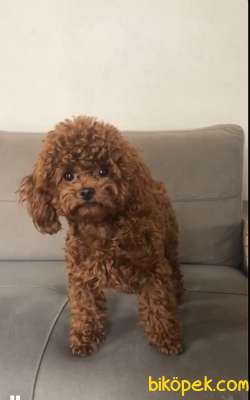 ANNE ALTINDAN TOY POODLE BEBEKLERİ