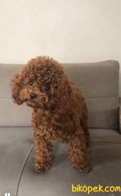 ANNE ALTINDAN TOY POODLE BEBEKLERİ 4