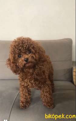 ANNE ALTINDAN TOY POODLE BEBEKLERİ 3