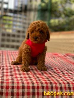 ANNE ALTINDAN TOY POODLE BEBEKLERİ 2