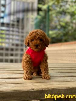 ANNE ALTINDAN TOY POODLE BEBEKLERİ 3