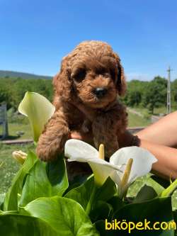 ANNE ALTINDAN TOY POODLE RED 2