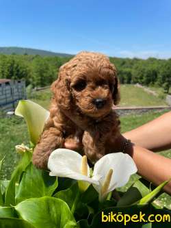 ANNE ALTINDAN TOY POODLE RED 3