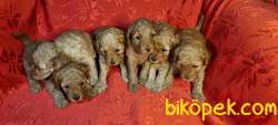 Anne Altından Toy Poodle Yavrular ( 1 Erkek 4 Dişi) 4