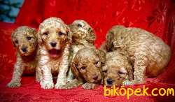 Anne Altından Toy Poodle Yavrular ( 1 Erkek 4 Dişi) 1
