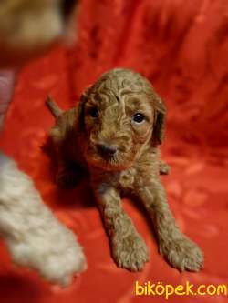 Anne Altından Toy Poodle Yavrular ( 1 Erkek 4 Dişi) 3