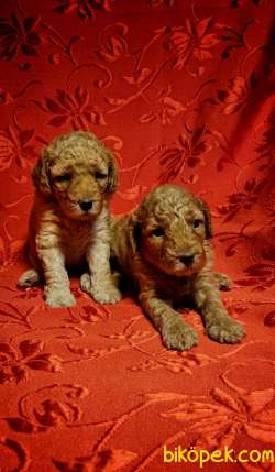Anne Altından Toy Poodle Yavrular ( 1 Erkek 4 Dişi) 2