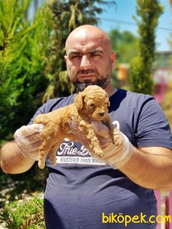 ANNE ALTINDAN TOY POODLE YAVRULAR 5