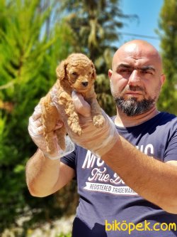 ANNE ALTINDAN TOY POODLE YAVRULAR 1
