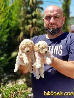 ANNE ALTINDAN TOY POODLE YAVRULAR 4