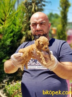 ANNE ALTINDAN TOY POODLE YAVRULAR 2