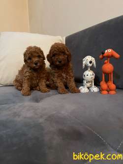Anne Altından Toy Poodle Yavrular 3