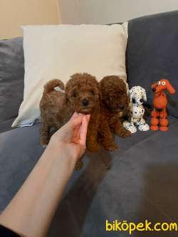 Anne Altından Toy Poodle Yavrular 5