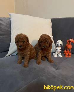 Anne Altından Toy Poodle Yavrular 1