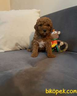 Anne Altından Toy Poodle Yavrular 2