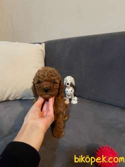 Anne Altından Toy Poodle Yavrular 4