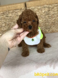 Anne Altından Toy Poodle Yavrularımız 3