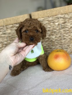 Anne Altından Toy Poodle Yavrularımız 2
