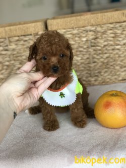 Anne Altından Toy Poodle Yavrularımız 1