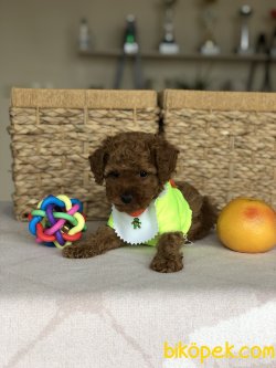 Anne Altından Toy Poodle Yavrularımız 5