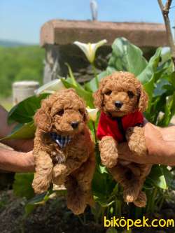 ANNE ALTINDAN TOY POODLE YAVRULARINIZ 1