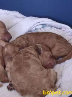 Anne Altından Ve Aileden Toypoodle Yavrular 1