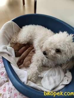 Anne Altından Ve Aileden Toypoodle Yavrular 2