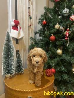 Anne Baba Belli Güzel Yüzlü Safkan Dişi Toy Poodle 2