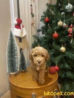 Anne Baba Belli Güzel Yüzlü Safkan Dişi Toy Poodle 1