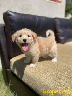 Anne Baba Orijinal Maltipoo Bebekler 1