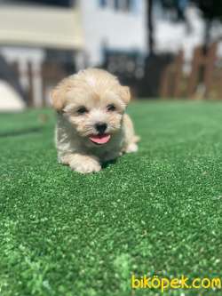 Anne Baba Orijinal Maltipoo Bebeklerimiz 1