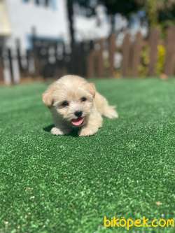 Anne Baba Orijinal Maltipoo Bebeklerimiz 2